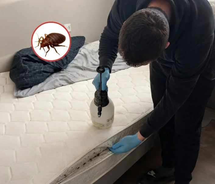 Technicien traitant un matelas contre les punaises de lit à Charny